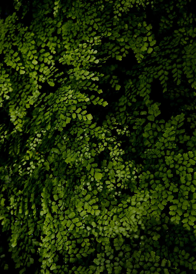 Small leaves