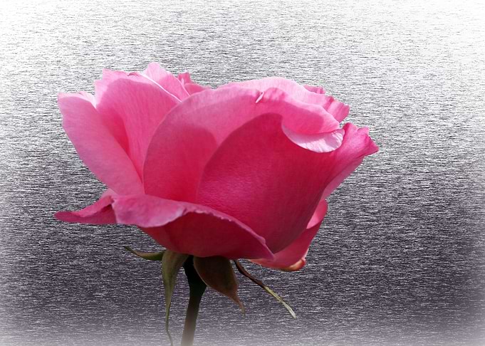 pink over gray