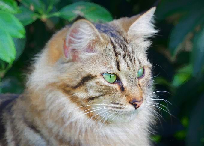 Stunning Green Eyed Maine Coon Cat