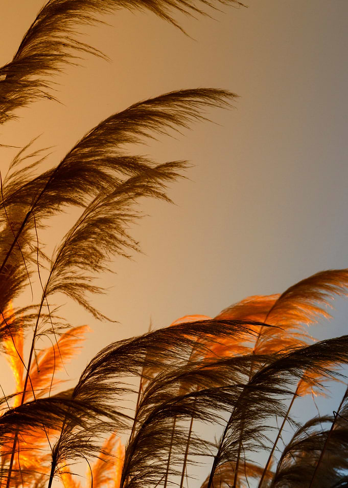 Sunset in autumn. Pampa grass