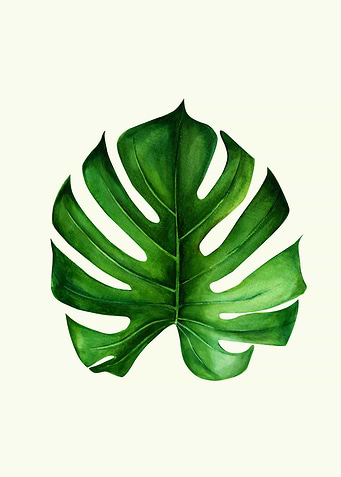 monstera leaf