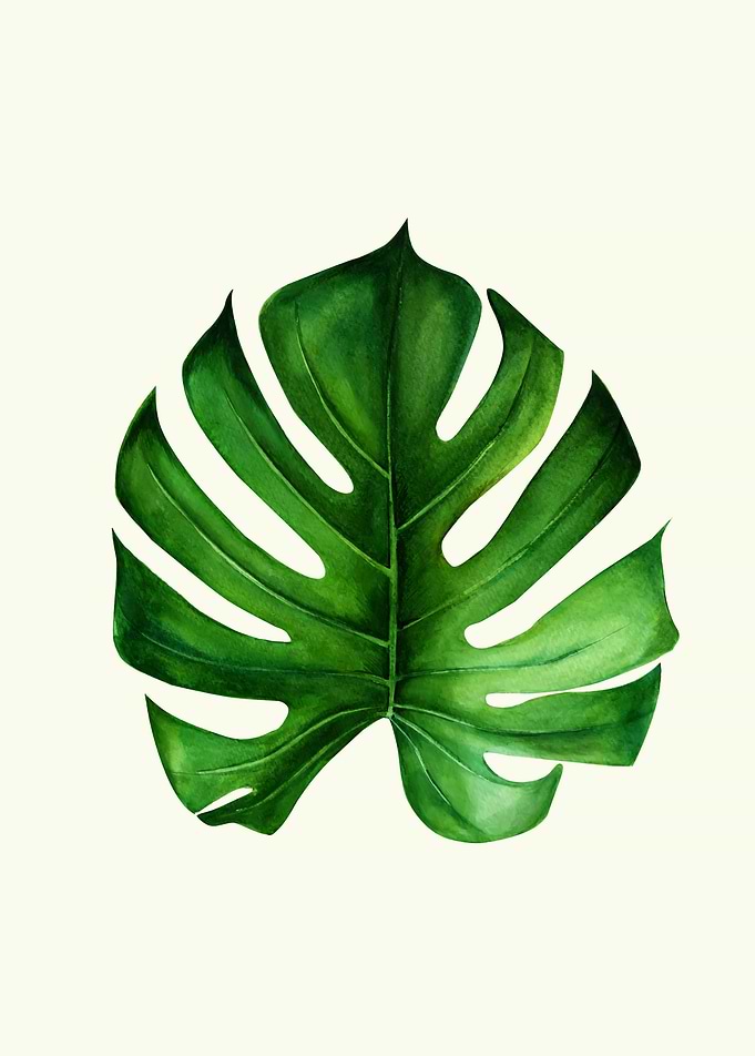monstera leaf