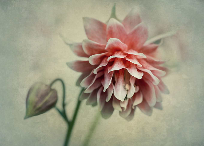 Pink and red columbine flower closeup