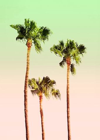 PASTEL PALM TREES