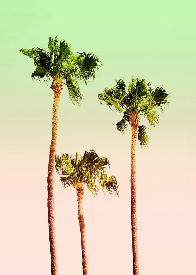 PASTEL PALM TREES