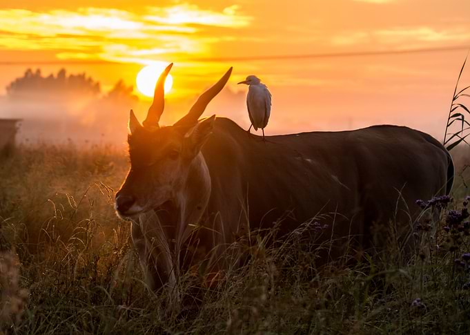 Eland sunrise with egret on its back