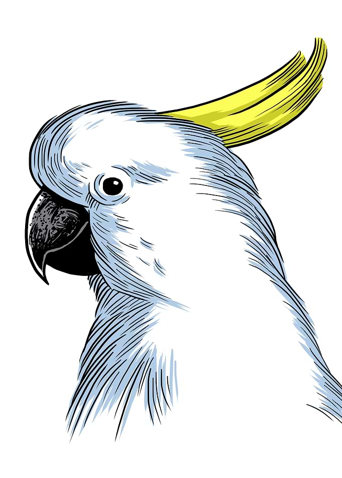 Parrot Crest