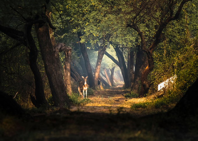 Mystical Lights