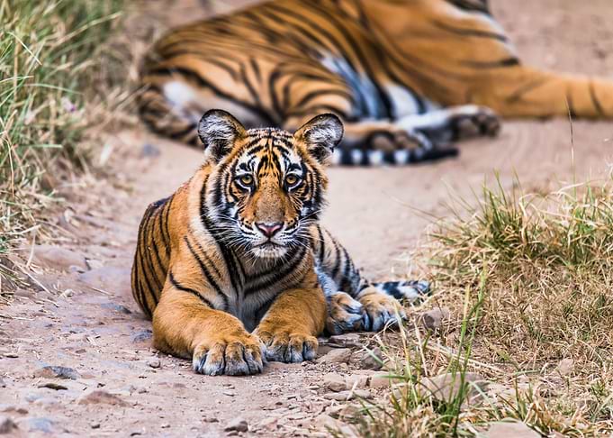 Royal cub
