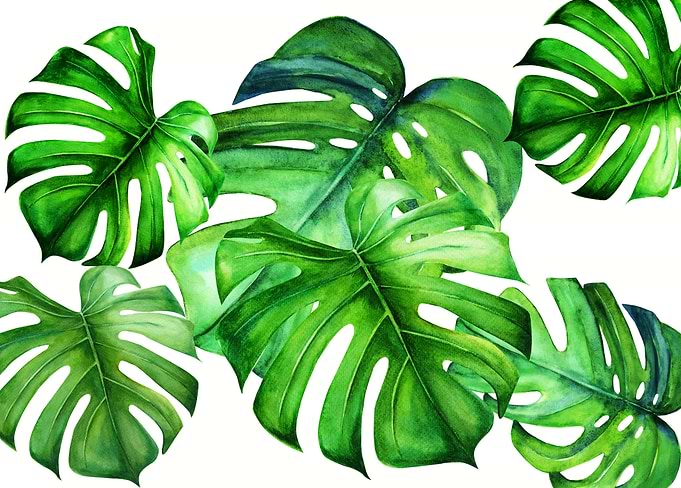 Mostera leaves III