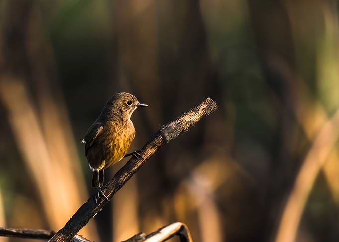 Little Bird