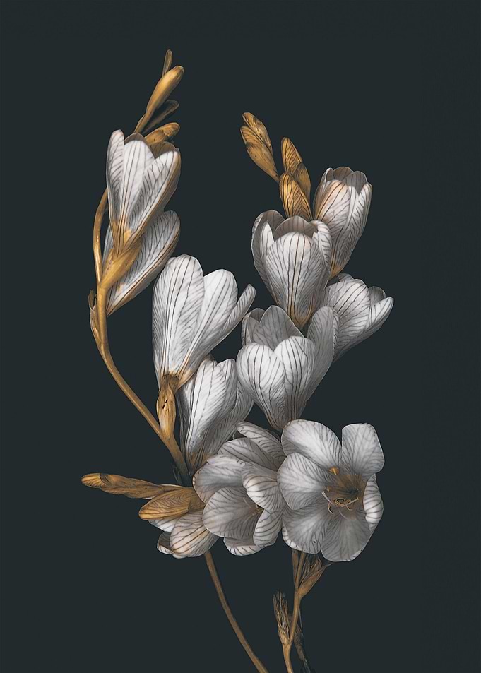 Night Flowers