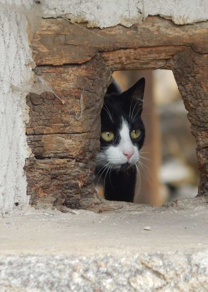 Lord of the castle