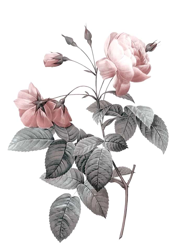 Rose 2
