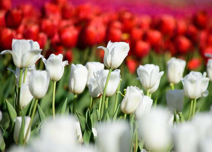 White Tulips in a field of red tulip flowers