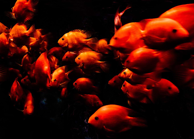 Fish's movement