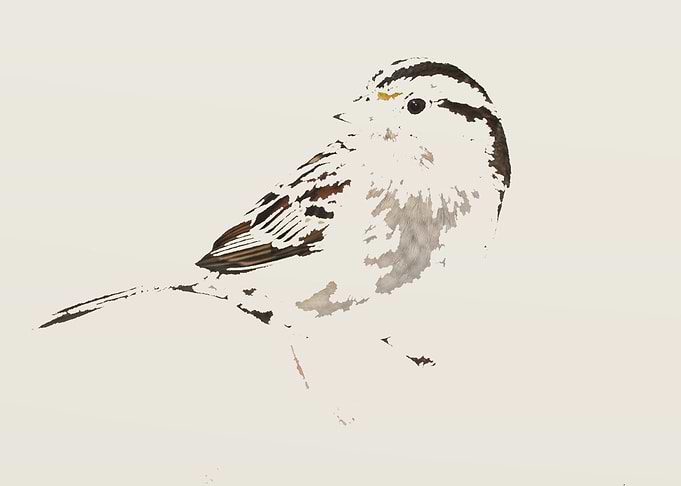 The Original Minimalist Sparrow on a candy color