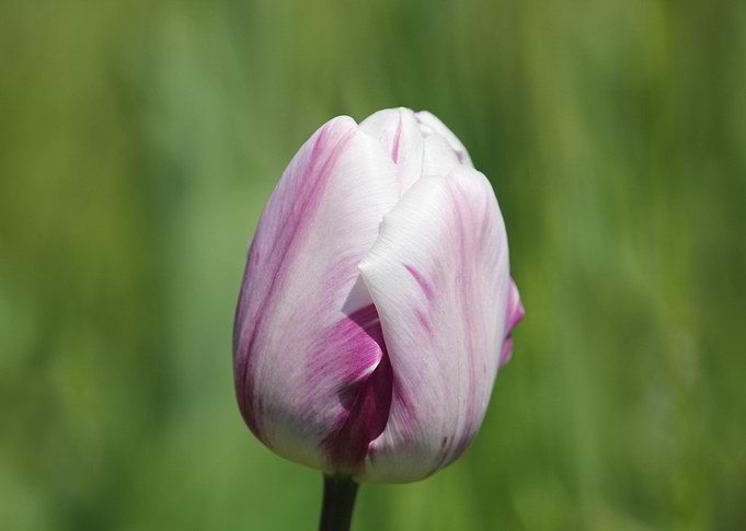 Tulips 02