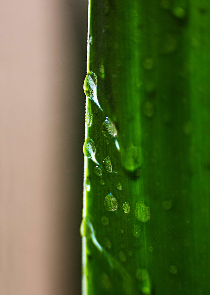 Green and drops