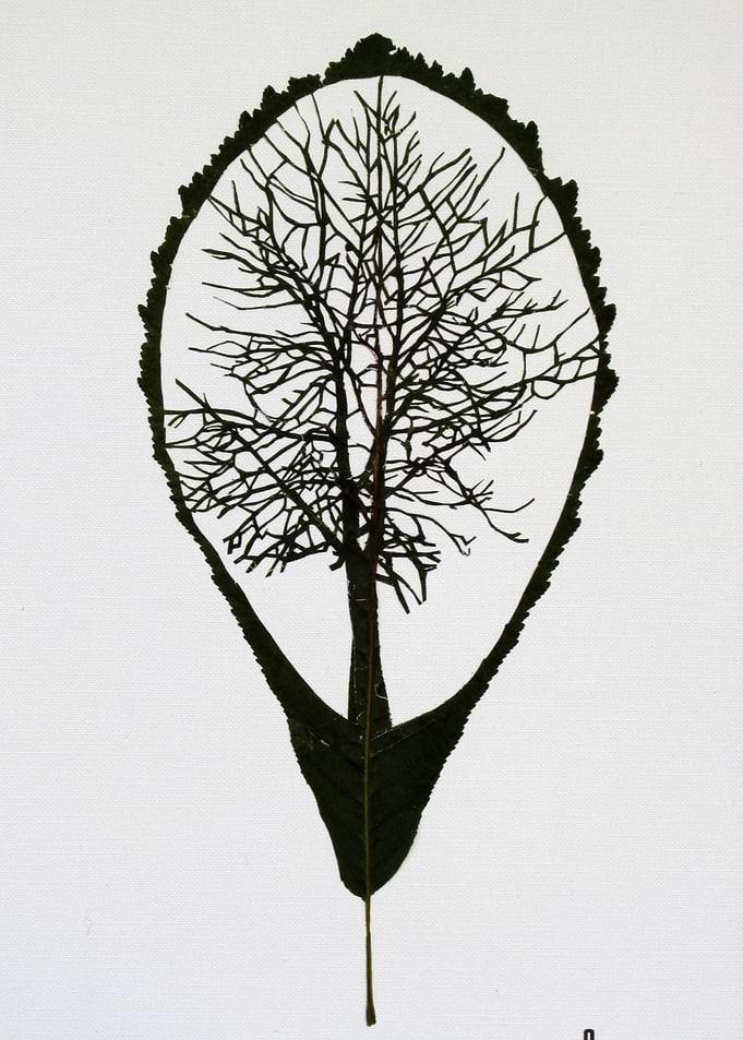 Chestnut tree cut in its chestnut leaf