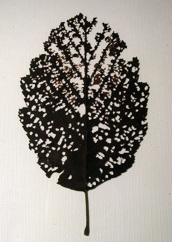 Nature pattern created on a leaf.