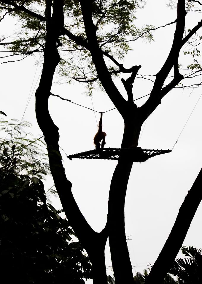 Monkey and tree