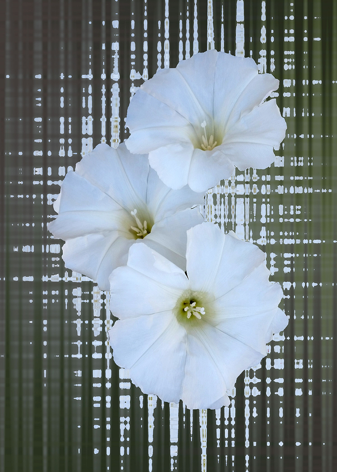 three white flowers