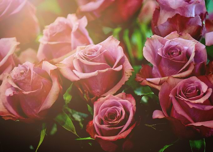 Light Maroon Roses