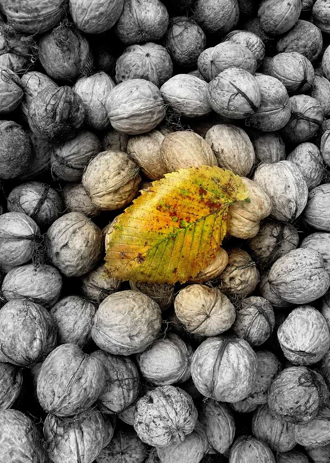 Elm leaf with a walnut background
