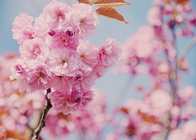 Cherry Blossom #1