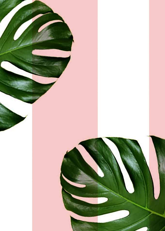 Be Monstera
