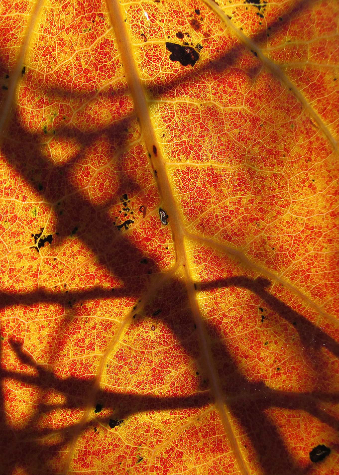 Orange leaf structure with the sun background.