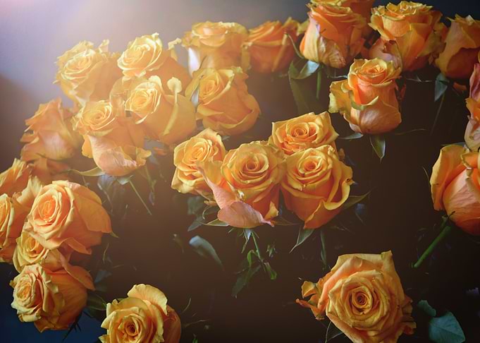Bright Yellow Roses
