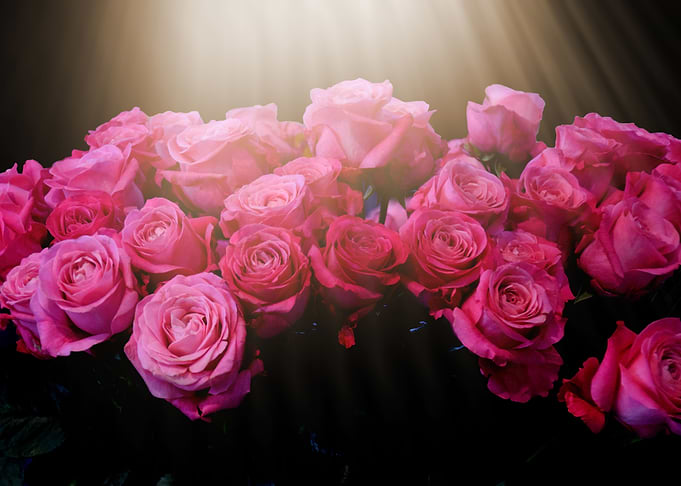 Pink Roses