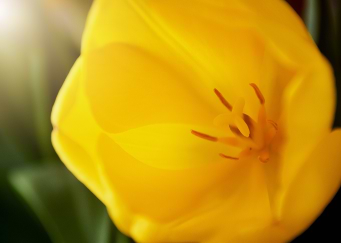 Close up Yellow Tulip