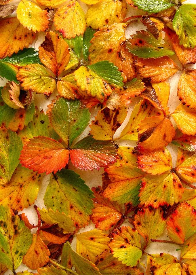 Strawberry leaves spread on the table.