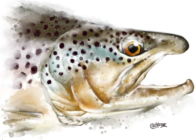 Brown trout