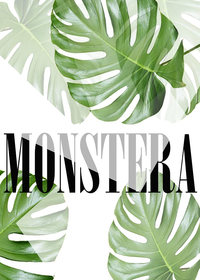 Monstera