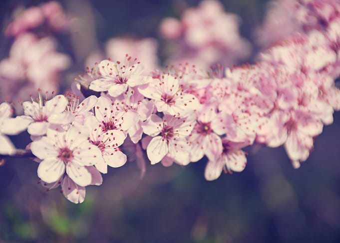 Sweet Cherry Blossom