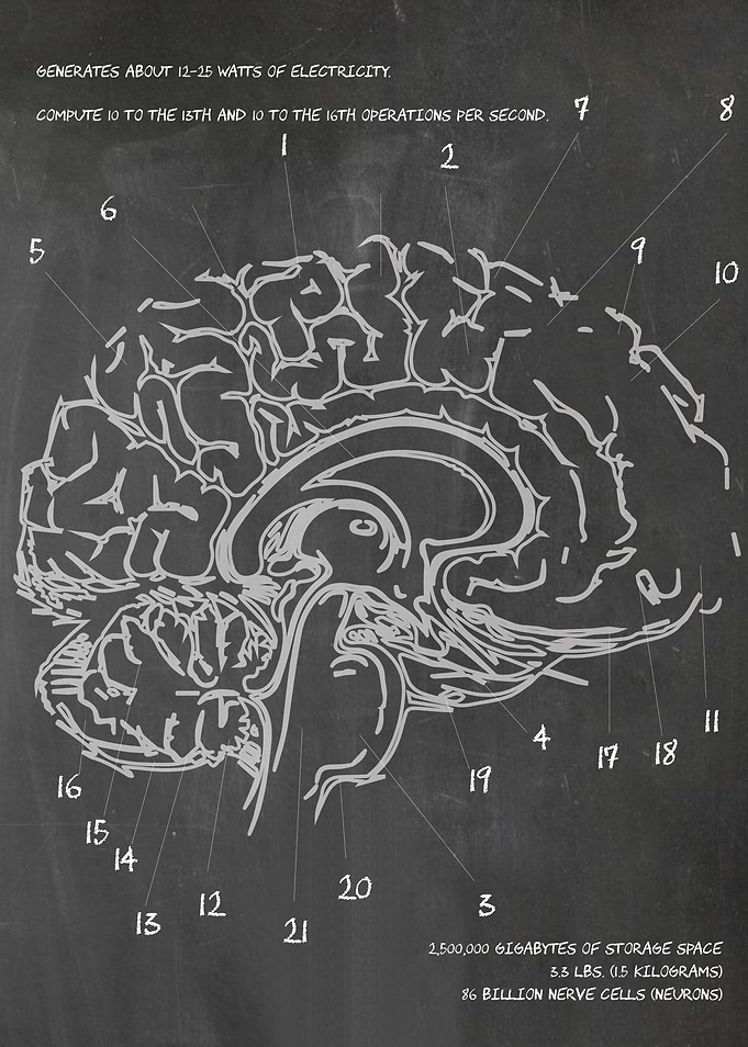 Brain Facts