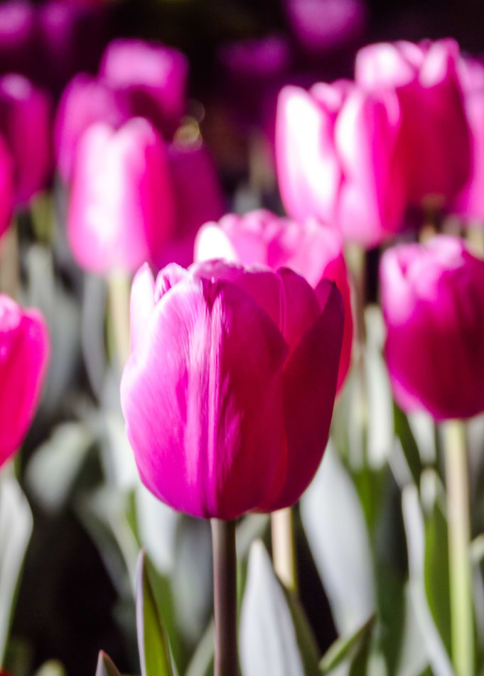 Pink flowers