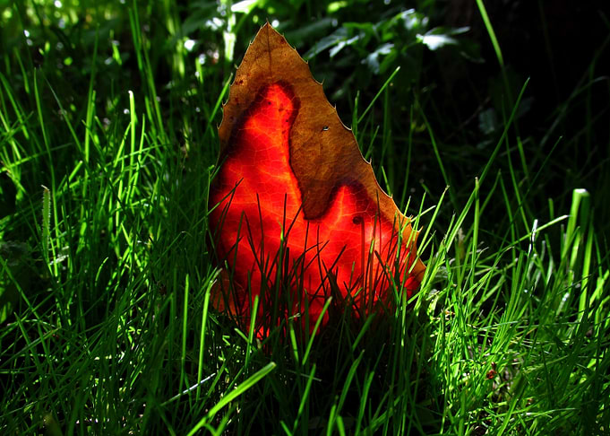 Bright red holly leaf in a juicy green grass.