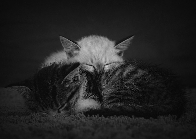 sweet dreams