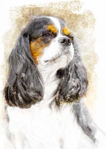 Cavalier King Charles spaniel