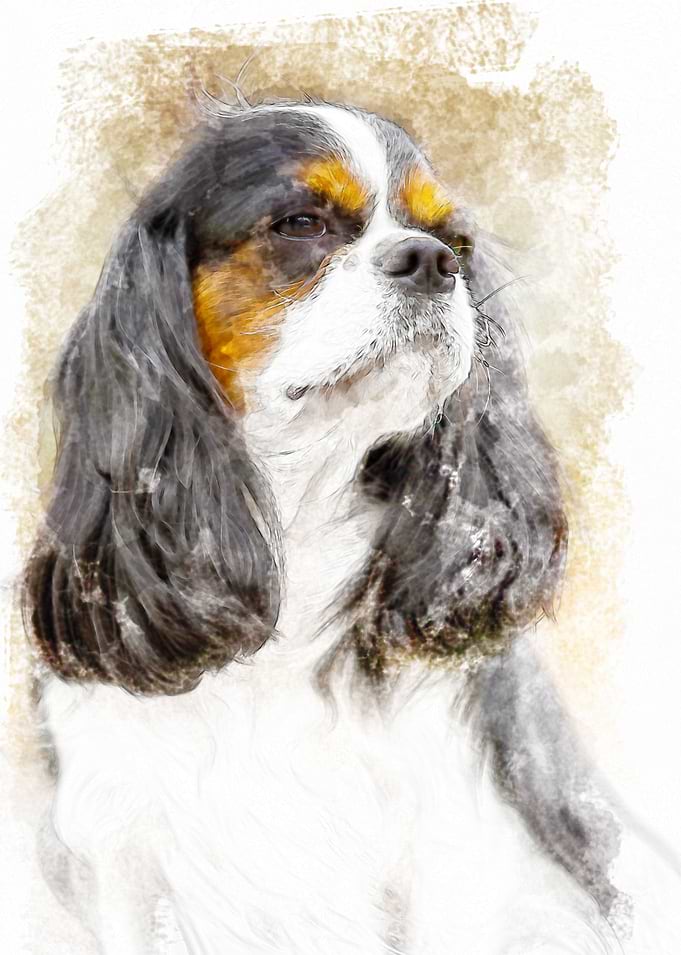 Cavalier King Charles spaniel