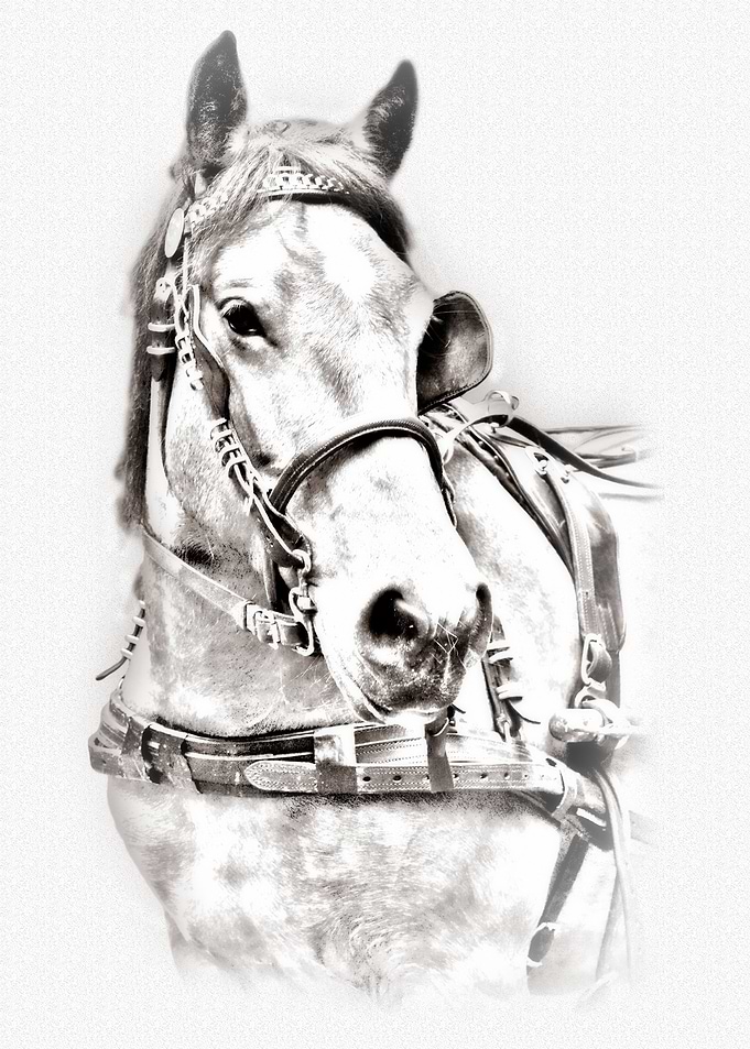 The portrait of horse II