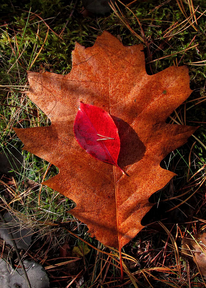 Oak leaf with some red one on it. In the forest.