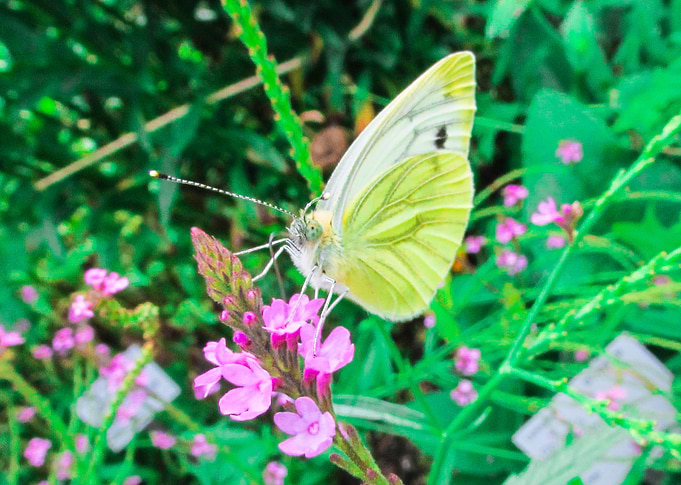 Butterfly