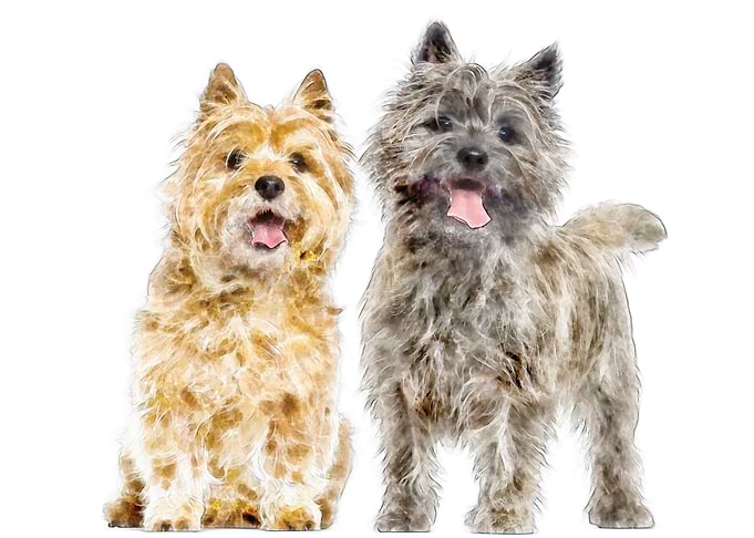 Cairn terrier couple