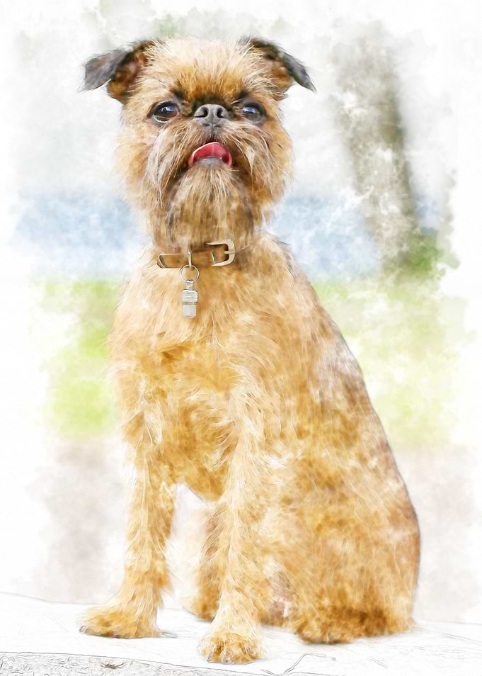 Brussels griffon